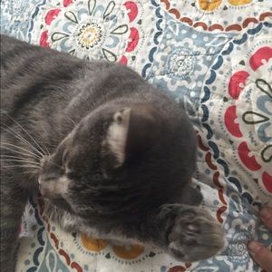 Meet your Posher, Patty